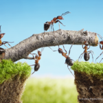 Ameisen Teamwork, Erfolgreiche B2B E-Commerce-Projekte